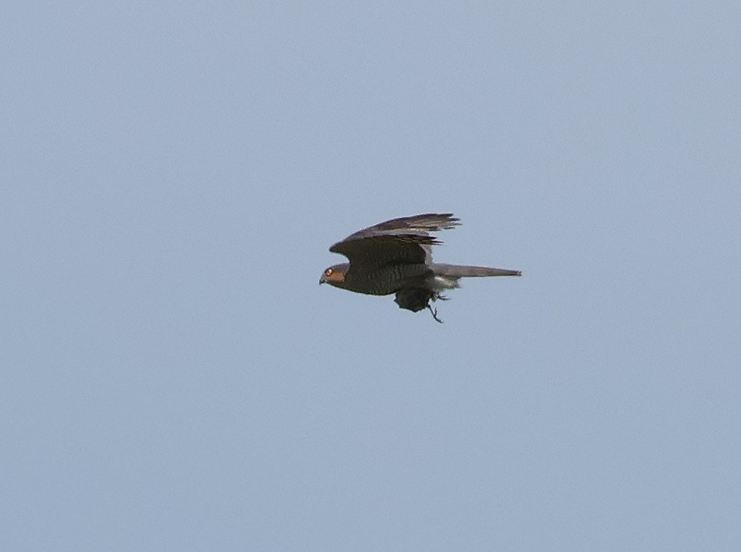 Eurasian Sparrowhawk - Mileta Čeković