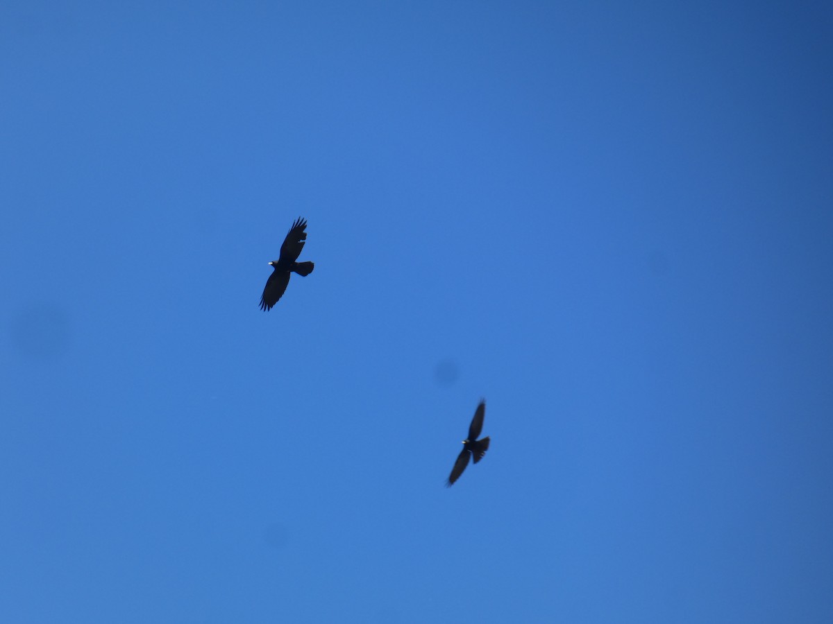 Yellow-billed Chough - ML619639042