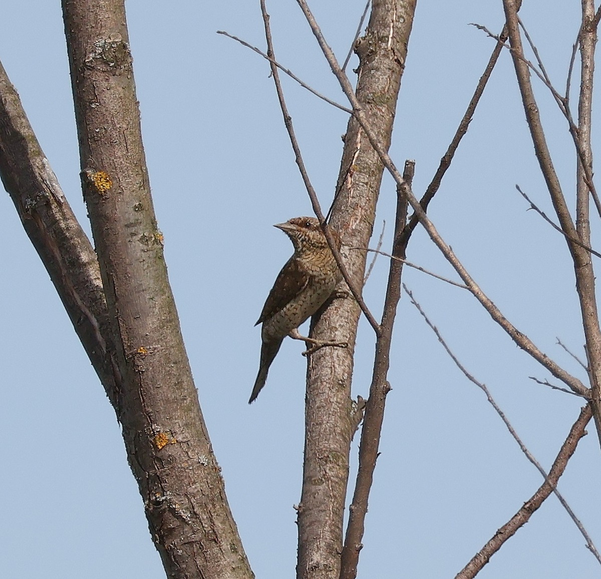 Eurasian Wryneck - Mileta Čeković