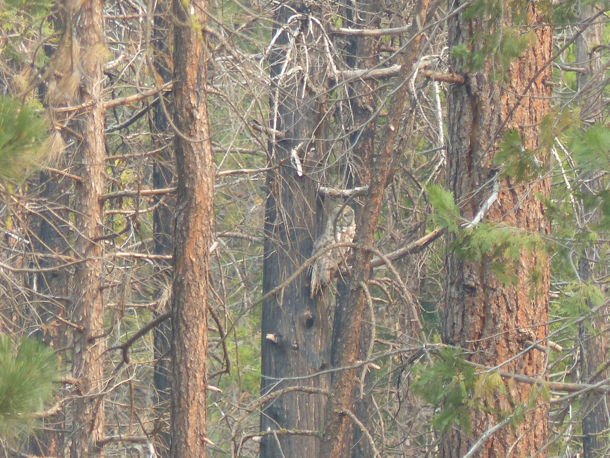 Great Gray Owl - Joachim Gonzalez