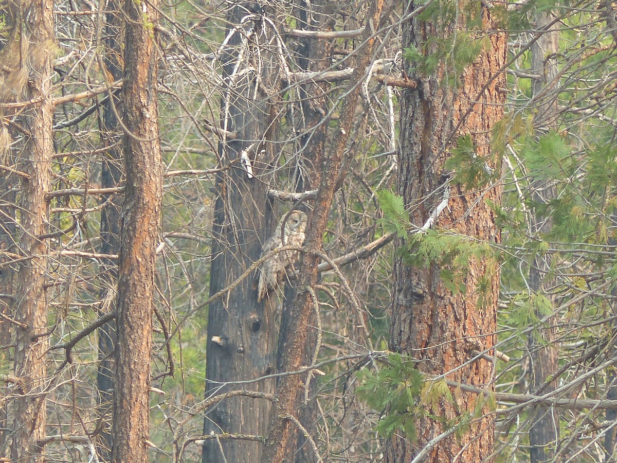 Great Gray Owl - Joachim Gonzalez