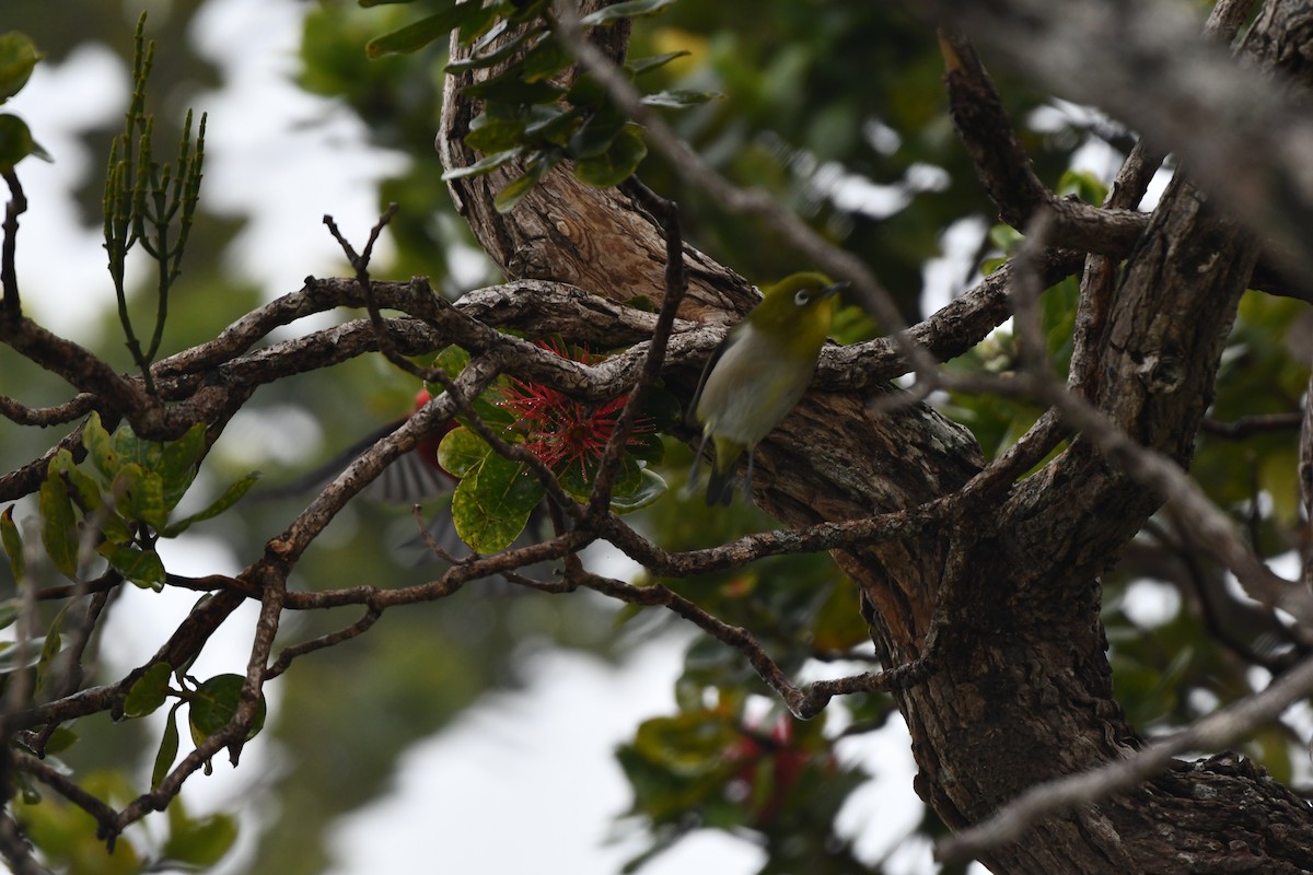 Warbling White-eye - Sarah Dix