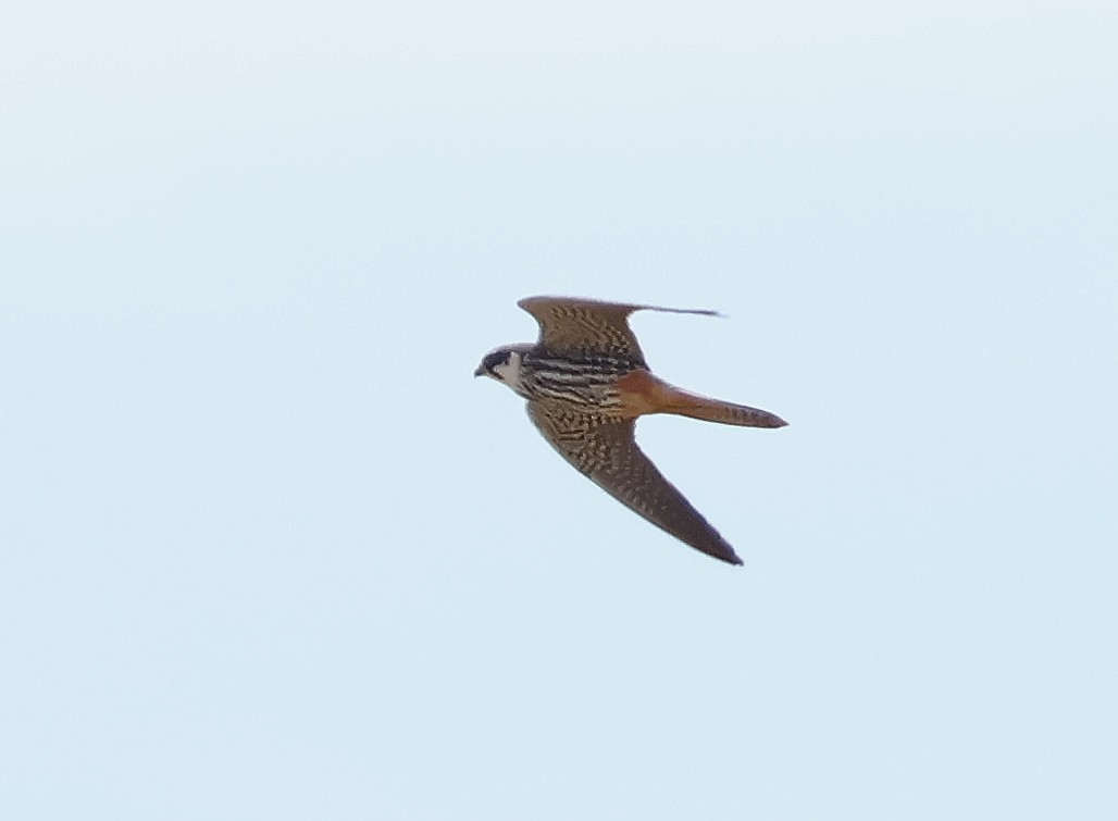 Eurasian Hobby - Mileta Čeković