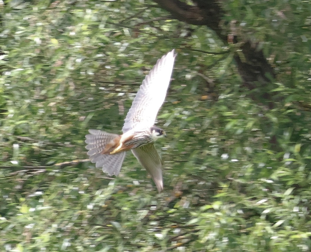 Eurasian Hobby - Mileta Čeković