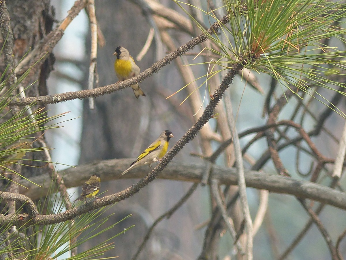 Lawrence's Goldfinch - Joachim Gonzalez