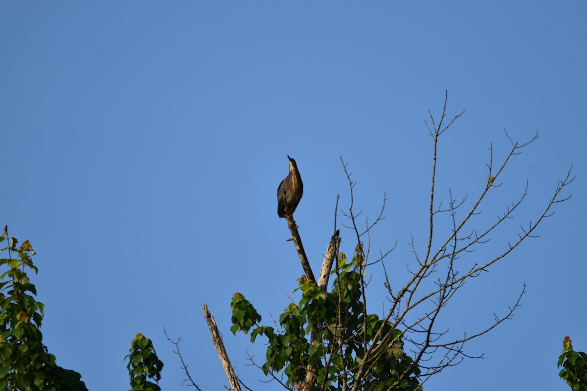 Green Heron - melinda champion