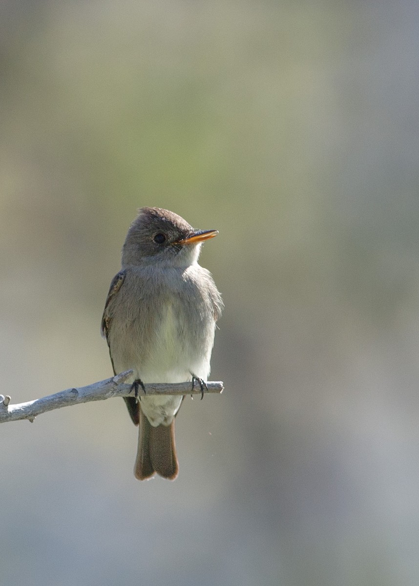 Western Wood-Pewee - Eric Spink