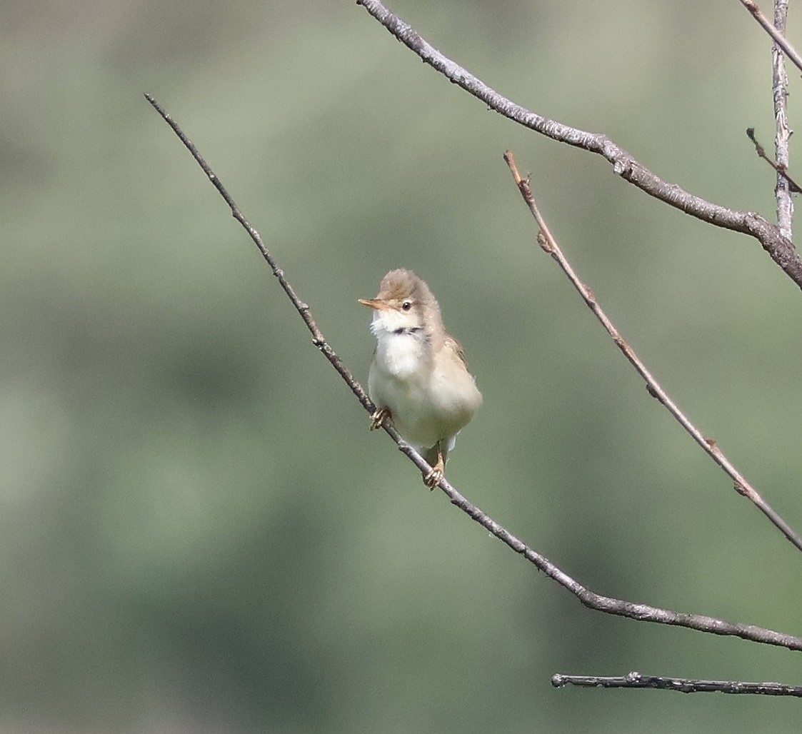 Marsh Warbler - Mileta Čeković