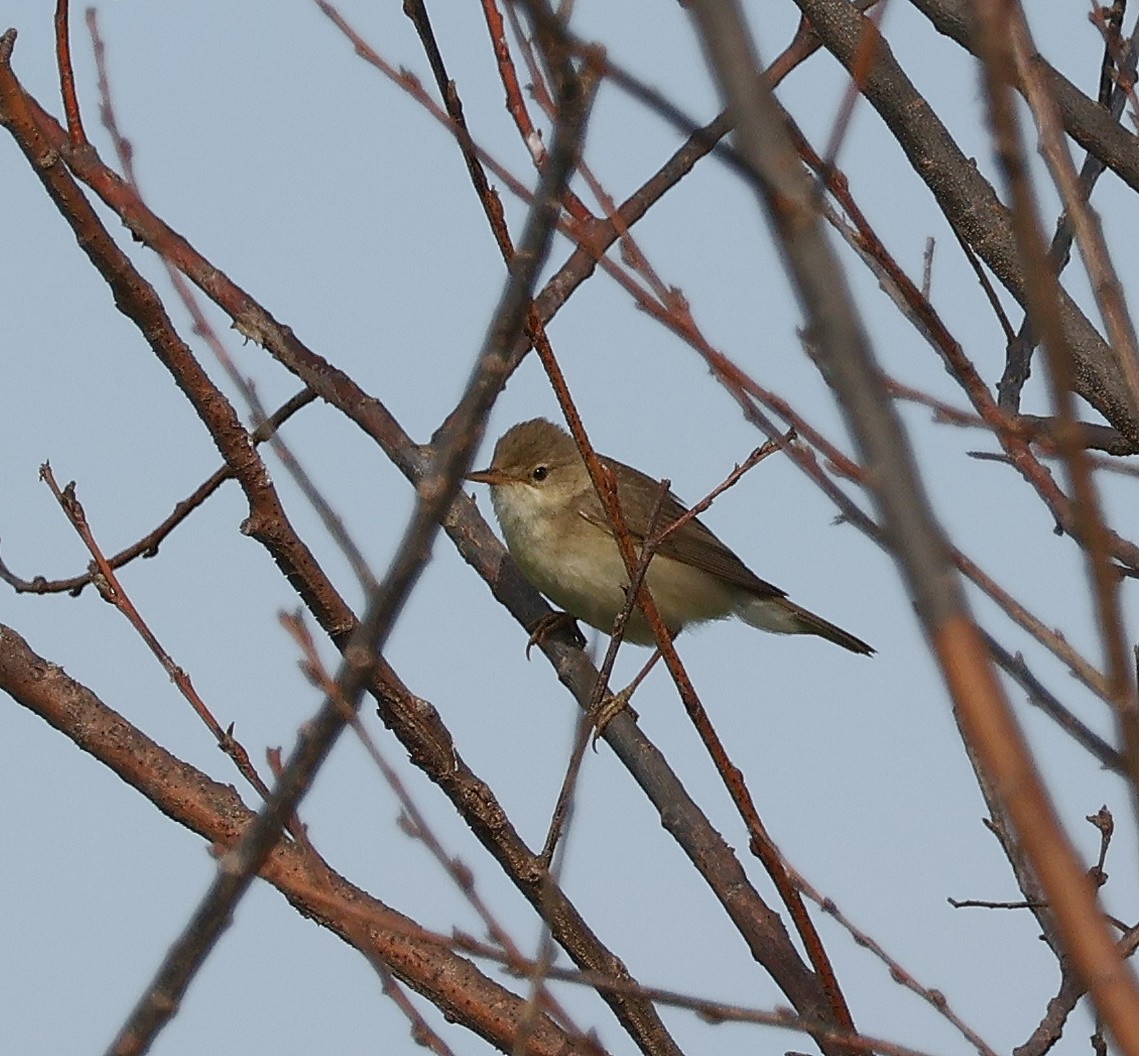 Marsh Warbler - Mileta Čeković