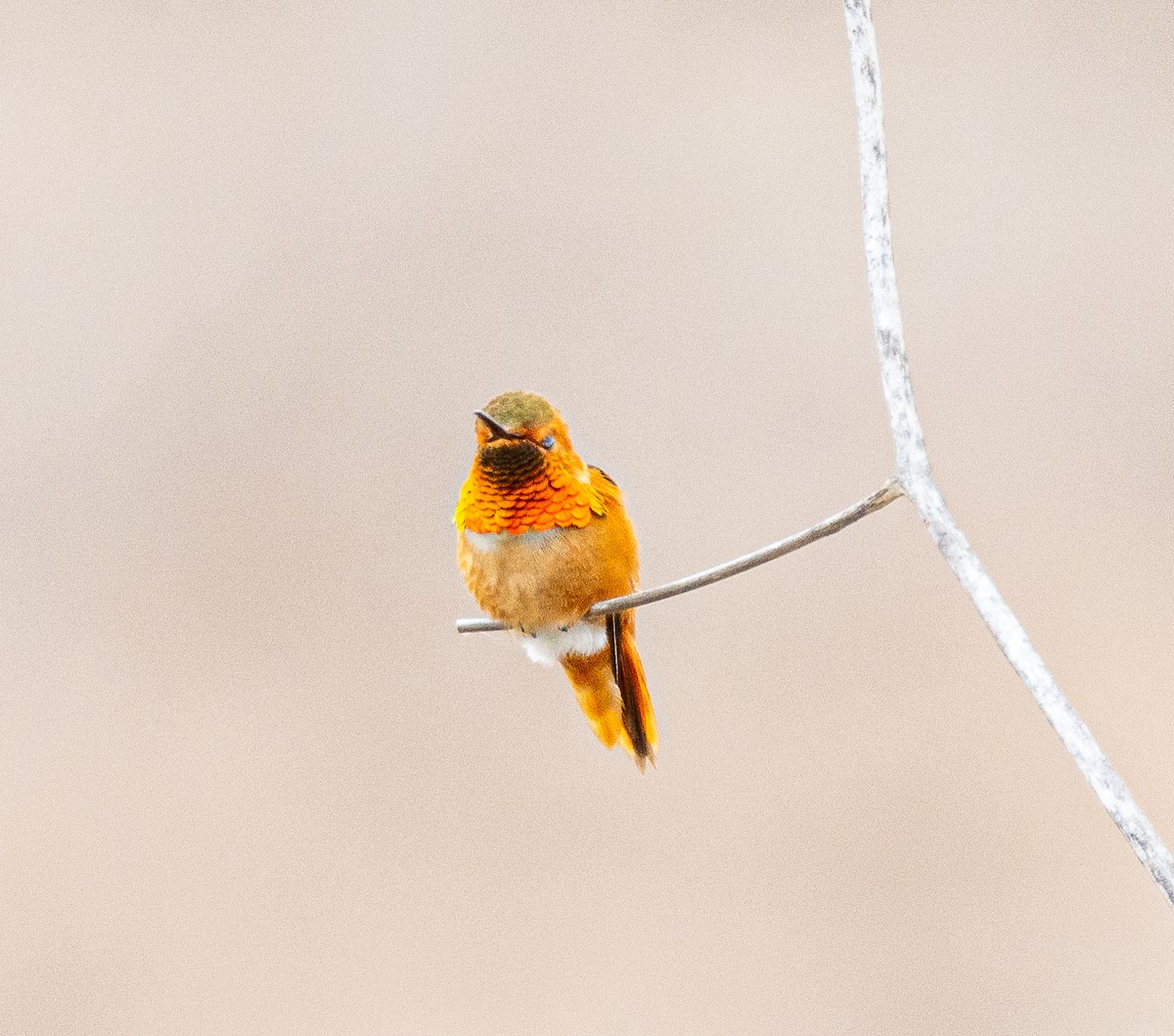 Allen's Hummingbird - Ben  Valdez