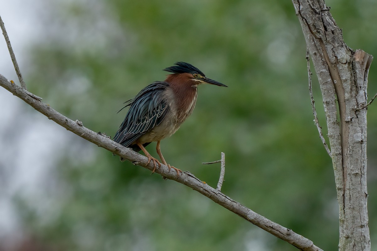 Green Heron - David Ornellas