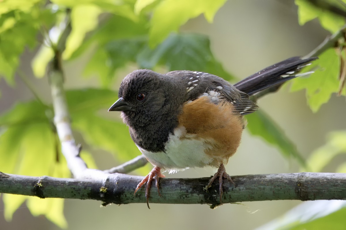 Spotted Towhee - Loni Ye