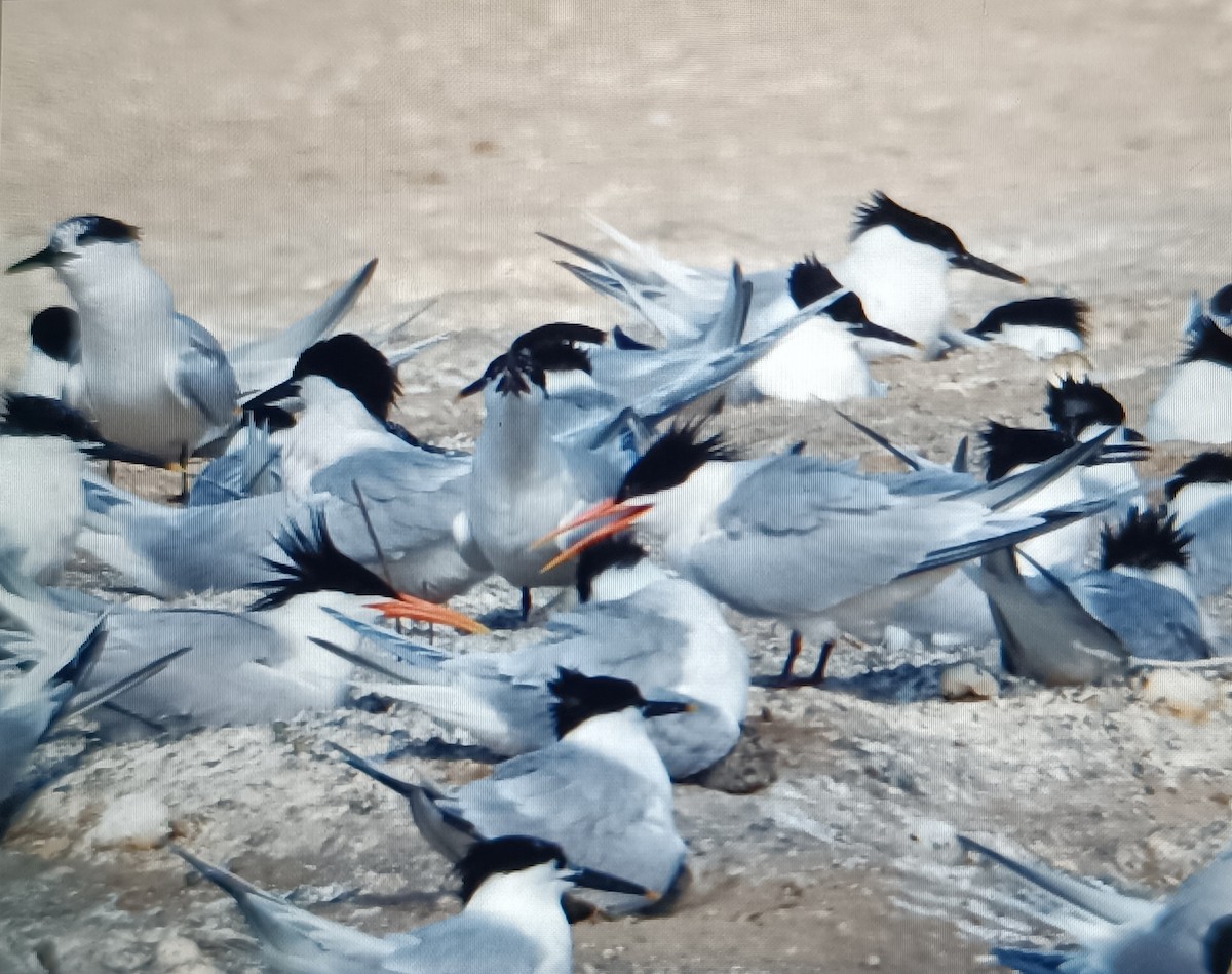 Elegant Tern - Sergio Hoces lucena