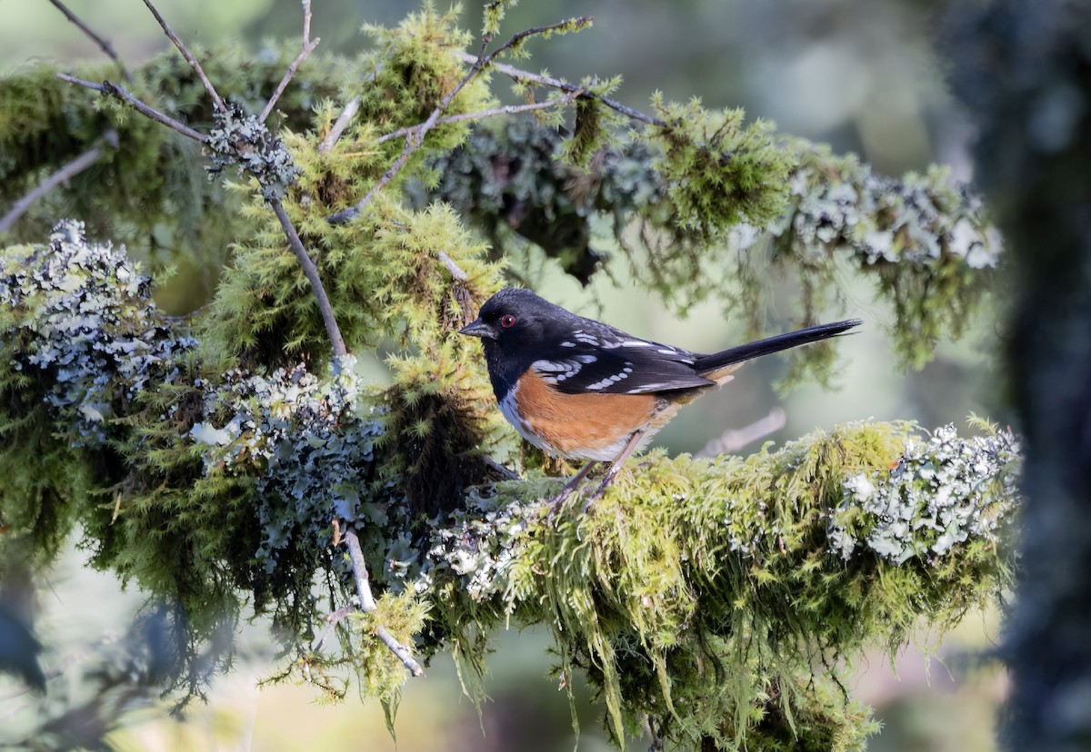 Spotted Towhee - Loni Ye