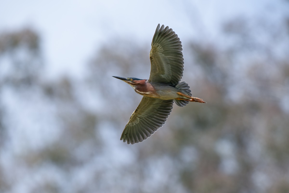 Green Heron - David Ornellas