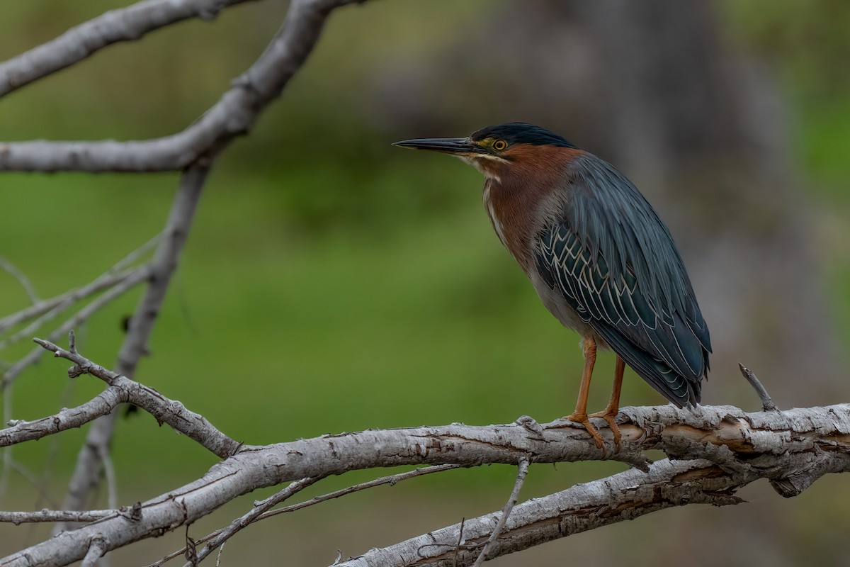 Green Heron - David Ornellas