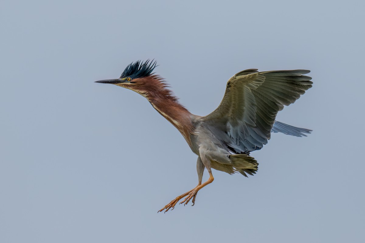 Green Heron - ML619639104