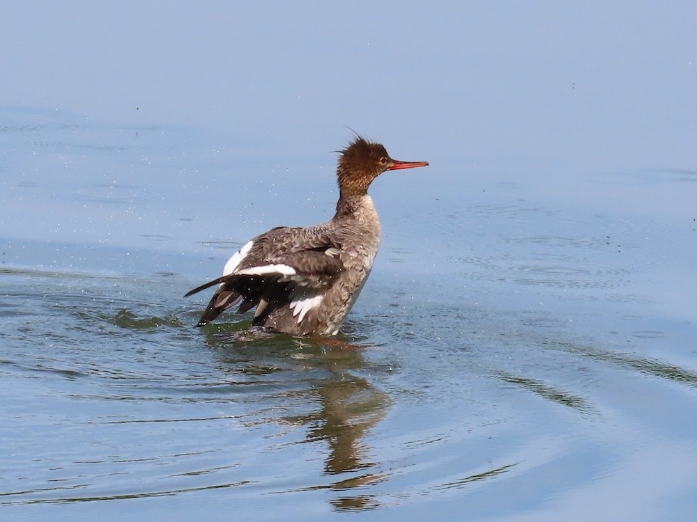 Red-breasted Merganser - ML619639106