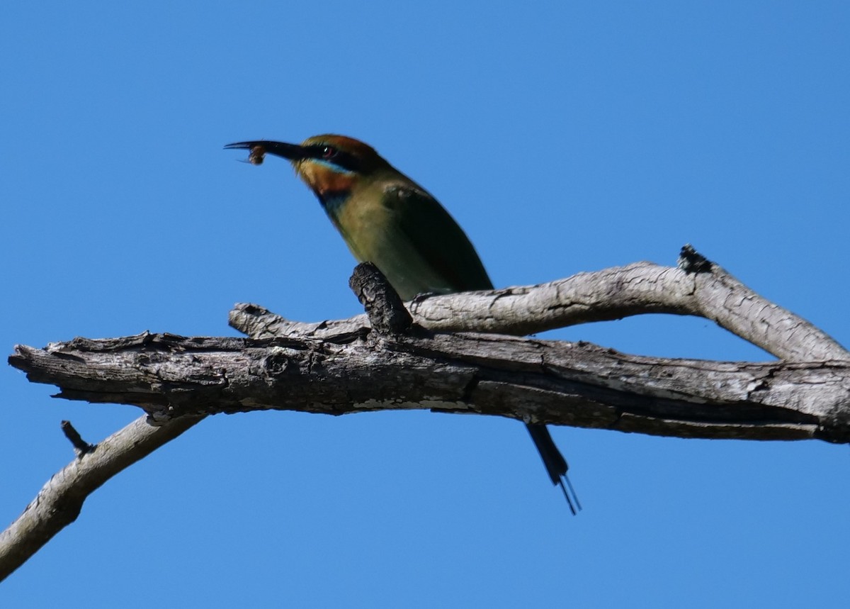 Rainbow Bee-eater - Ian Gibson