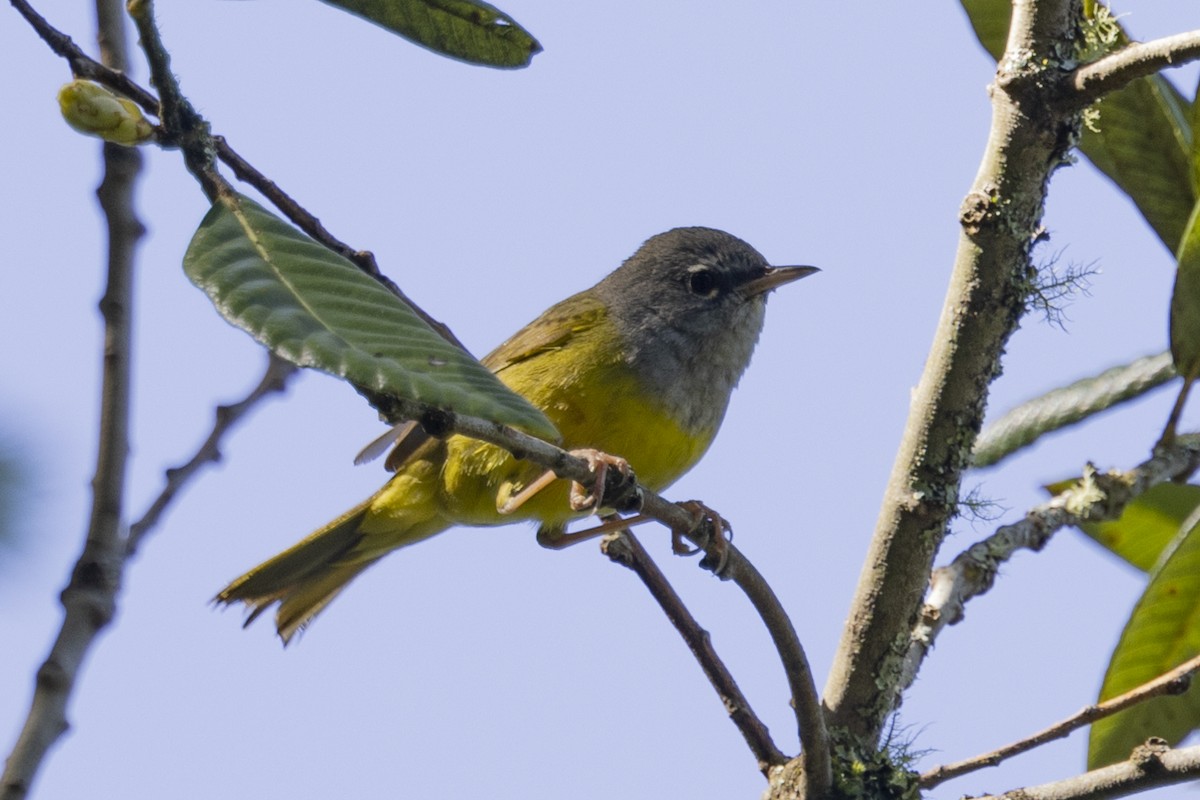 MacGillivray's Warbler - ML619639112