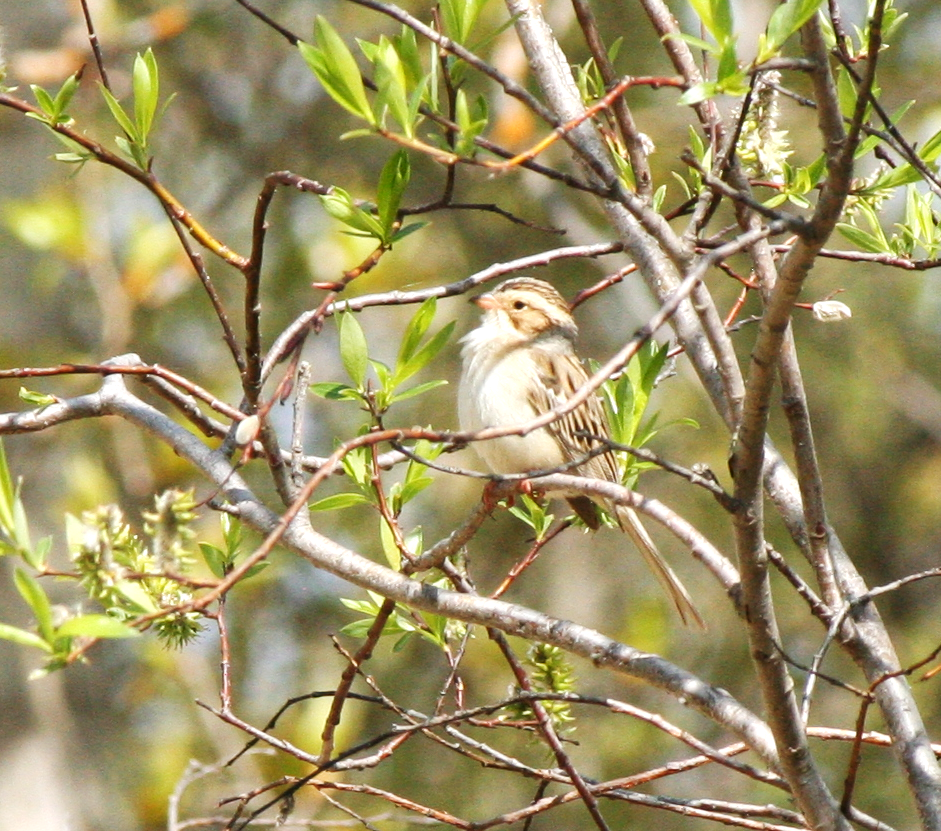 Clay-colored Sparrow - Muriel & Jennifer Mueller