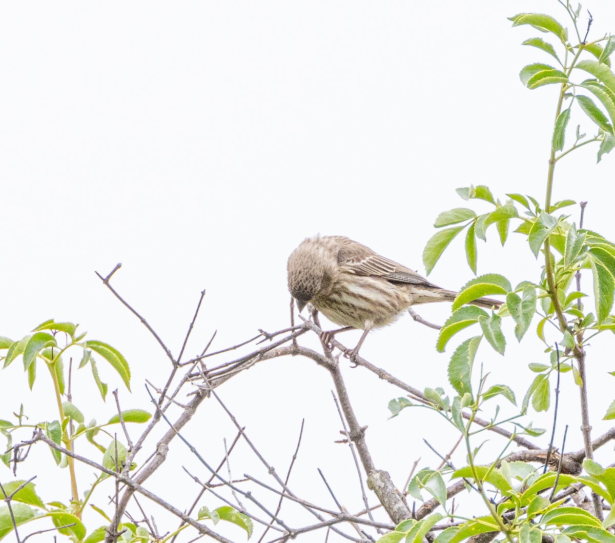 House Finch - Ben  Valdez