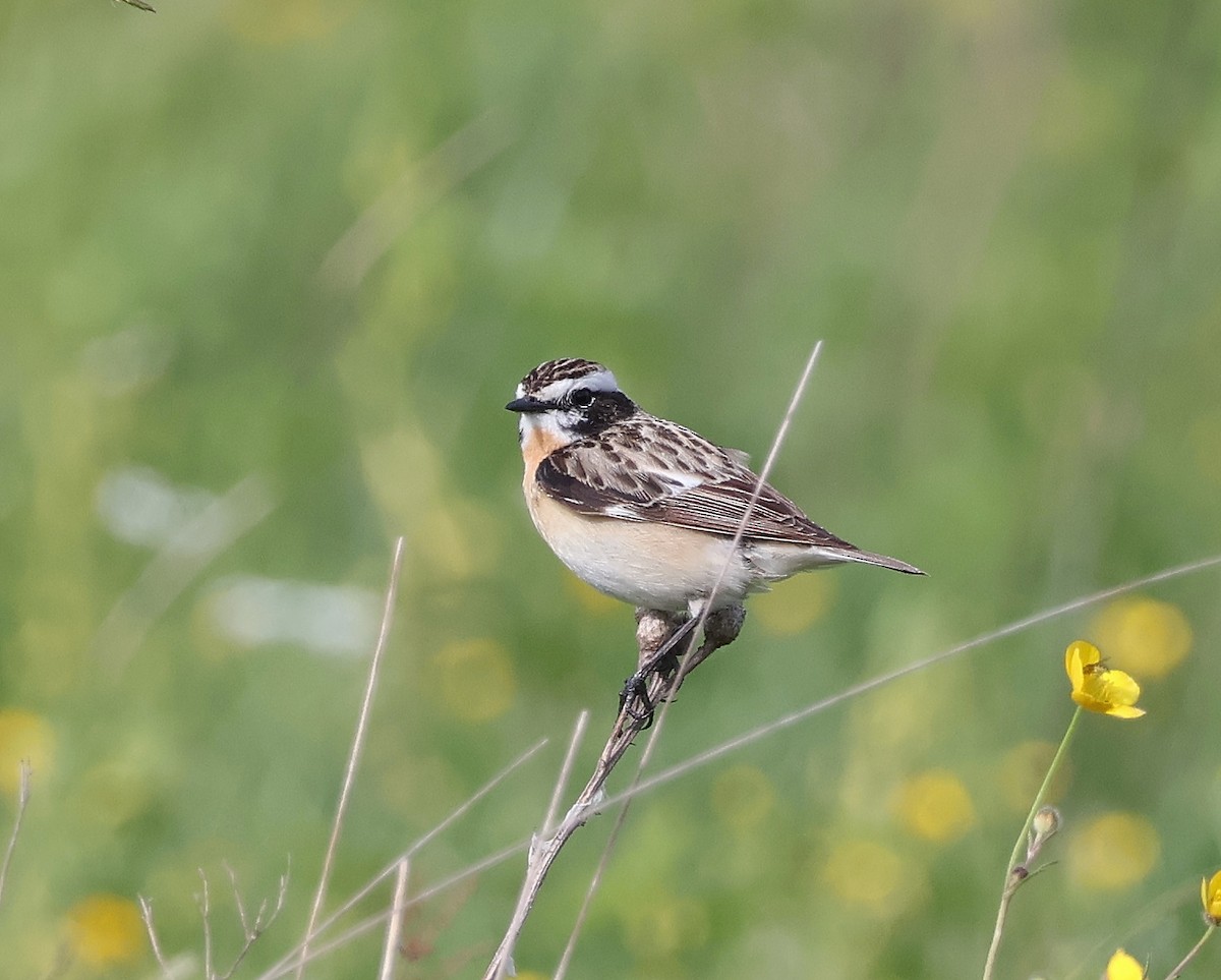 Whinchat - Mileta Čeković