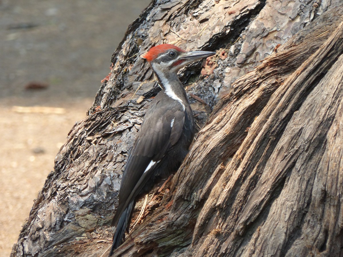 Pileated Woodpecker - Joachim Gonzalez