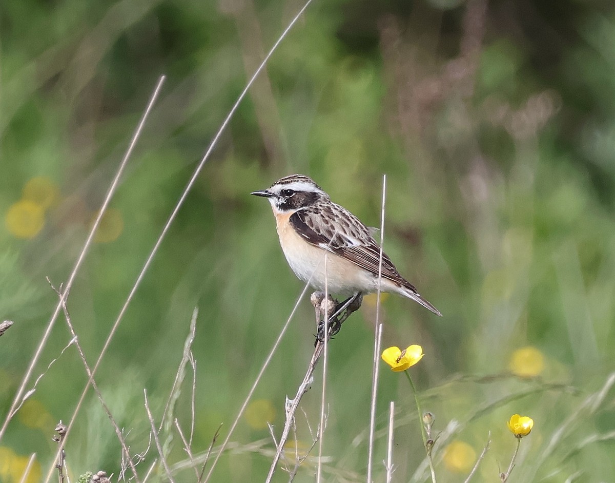 Whinchat - Mileta Čeković