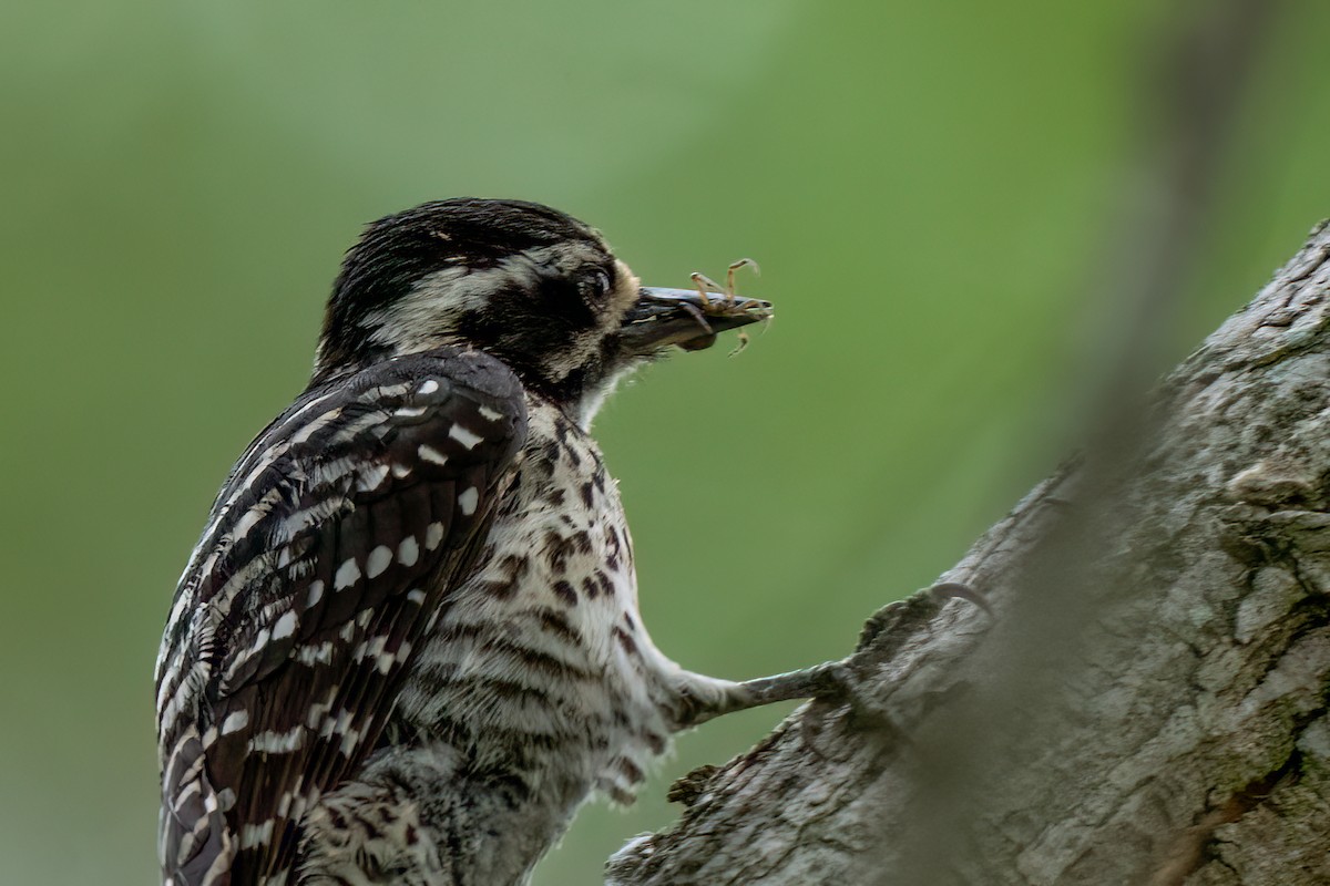 Nuttall's Woodpecker - David Ornellas