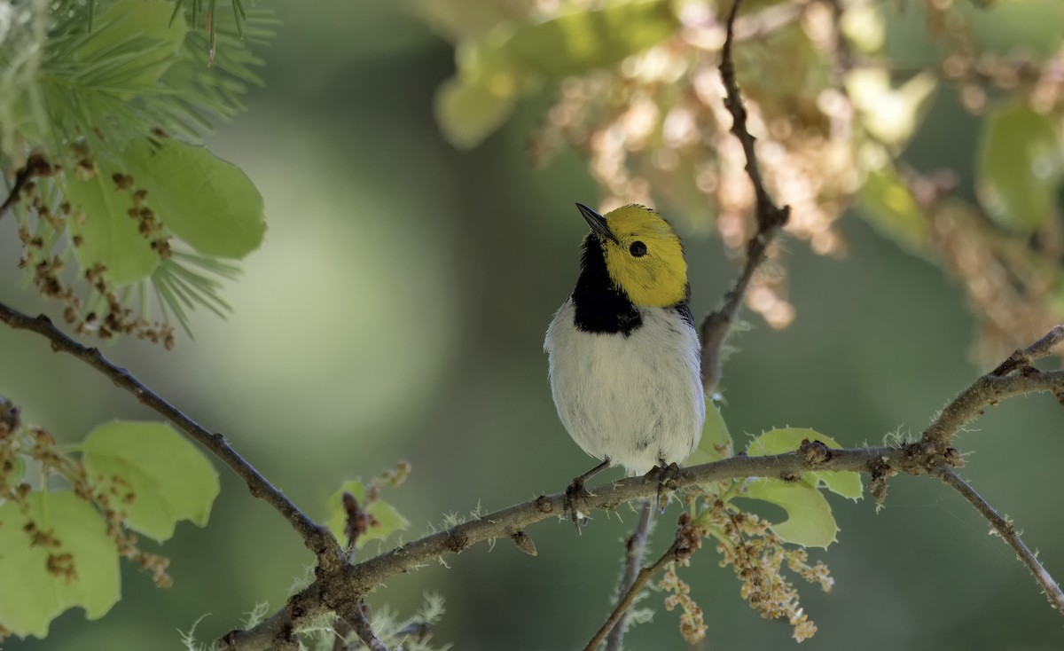 Hermit Warbler - Loni Ye