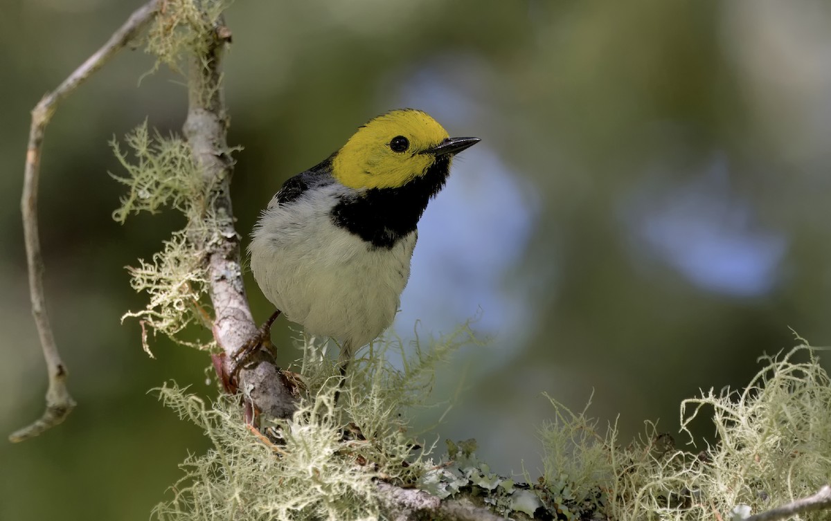 Hermit Warbler - Loni Ye