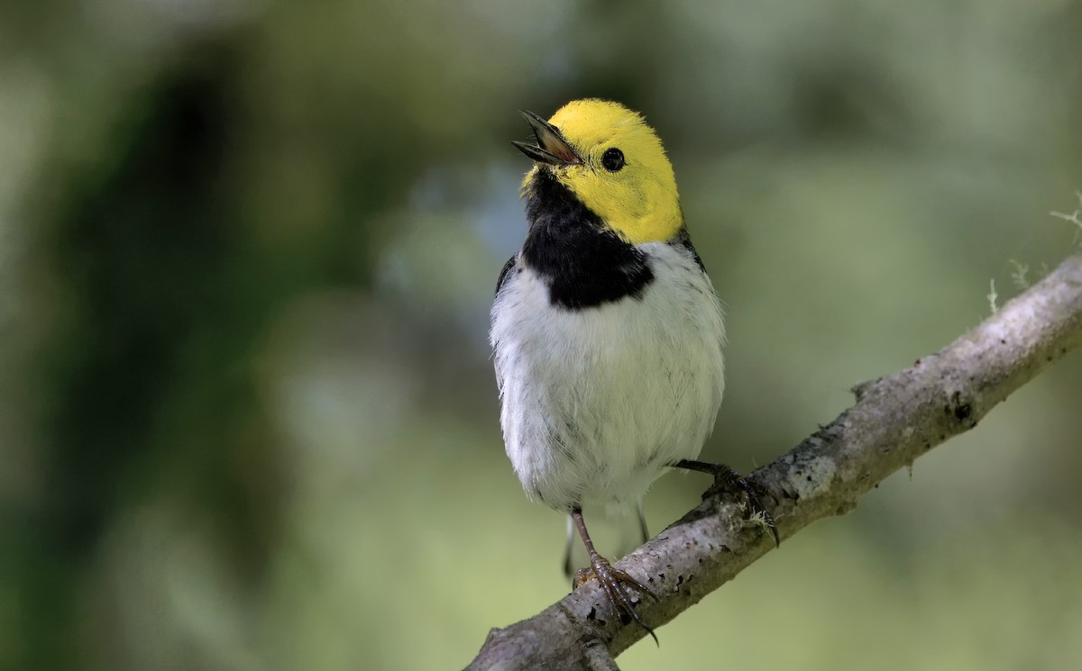 Hermit Warbler - Loni Ye