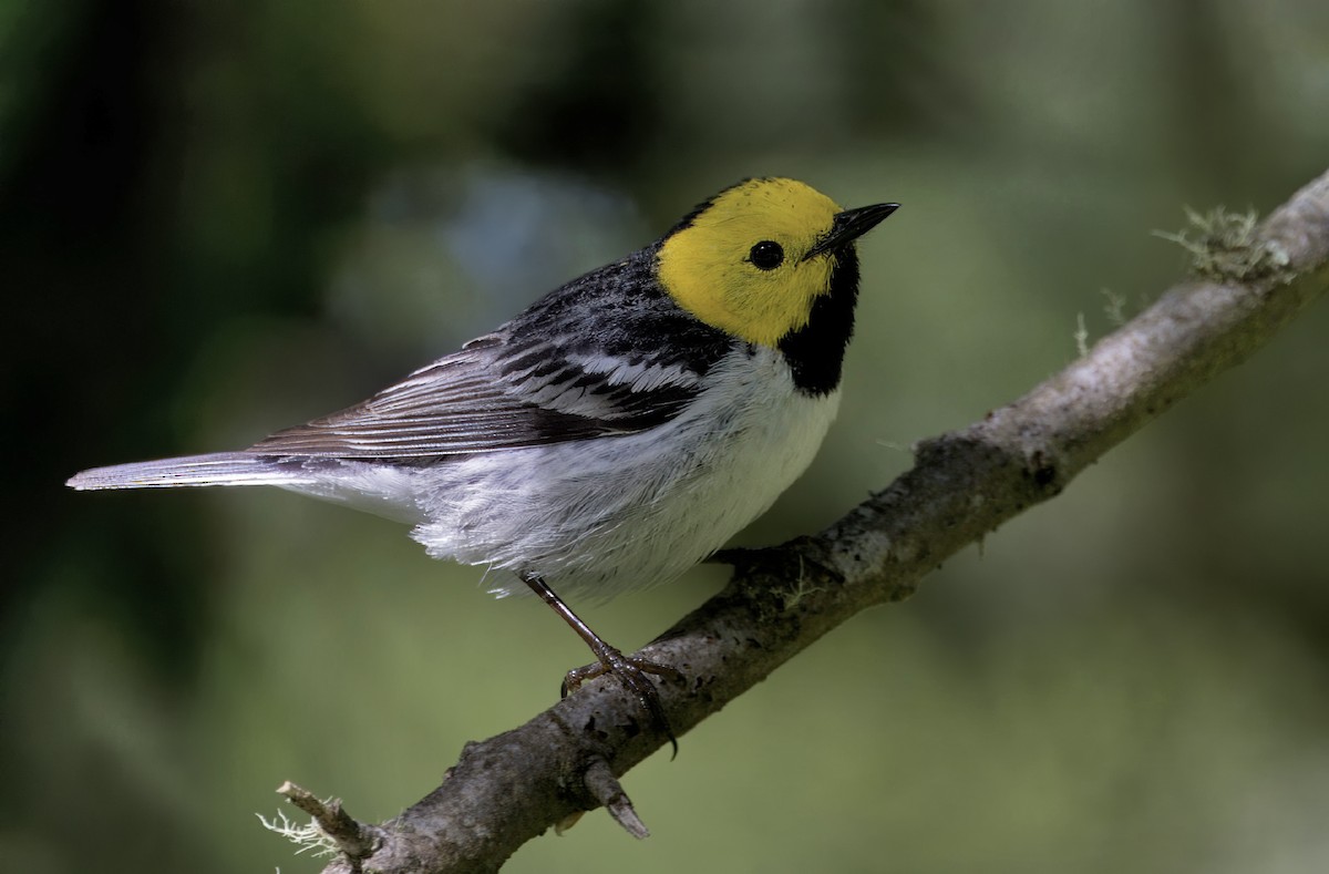 Hermit Warbler - Loni Ye