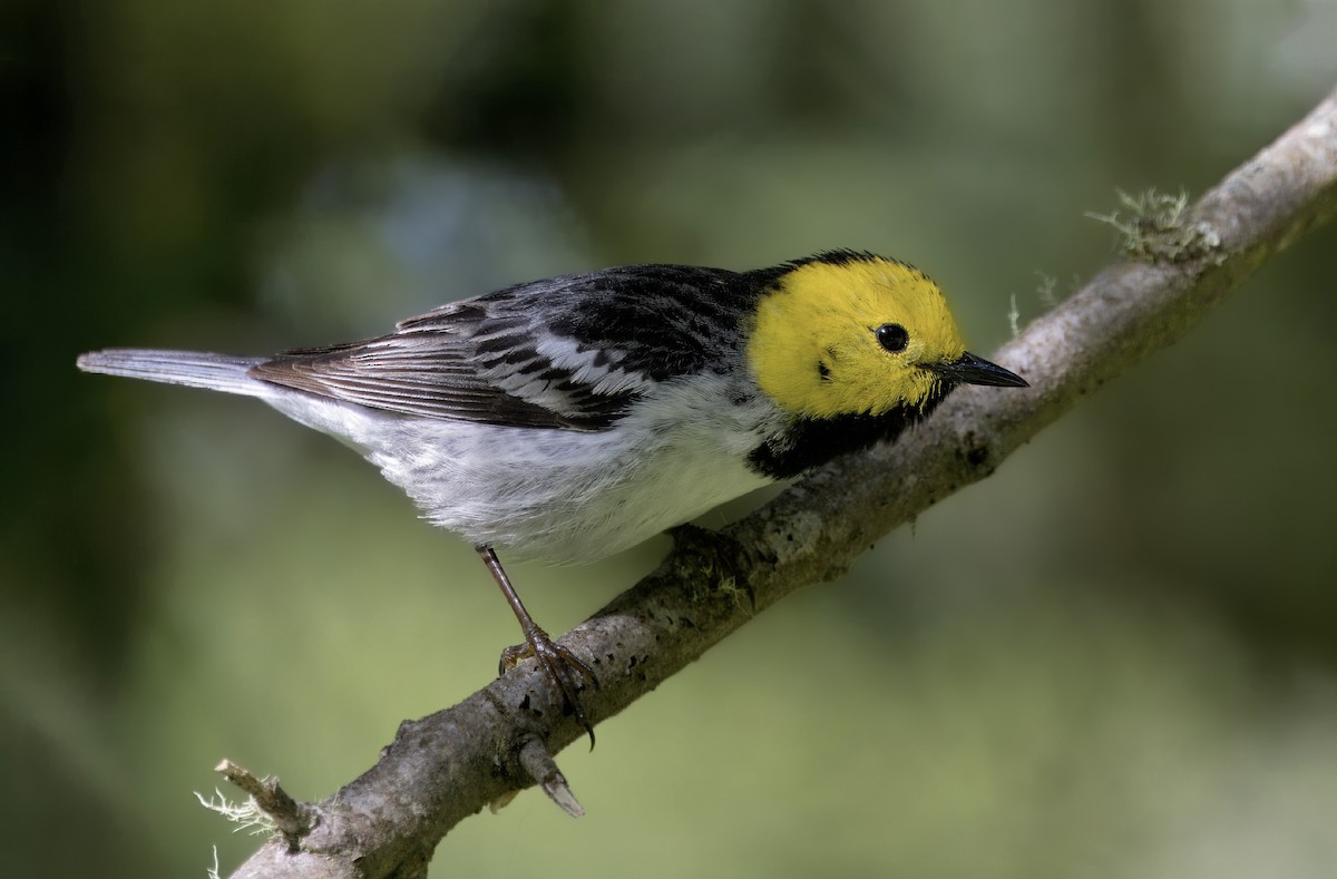 Hermit Warbler - Loni Ye