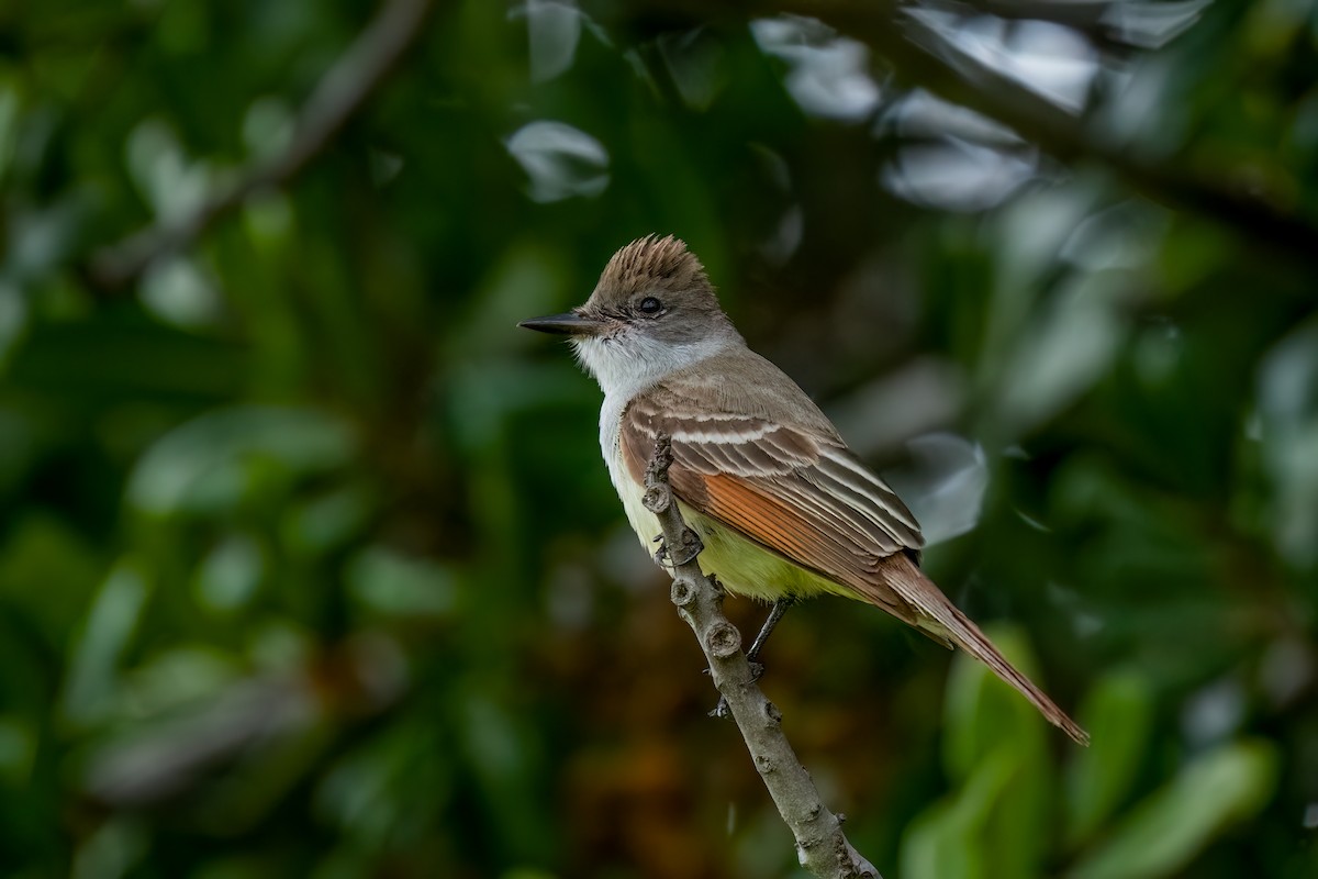 Ash-throated Flycatcher - David Ornellas