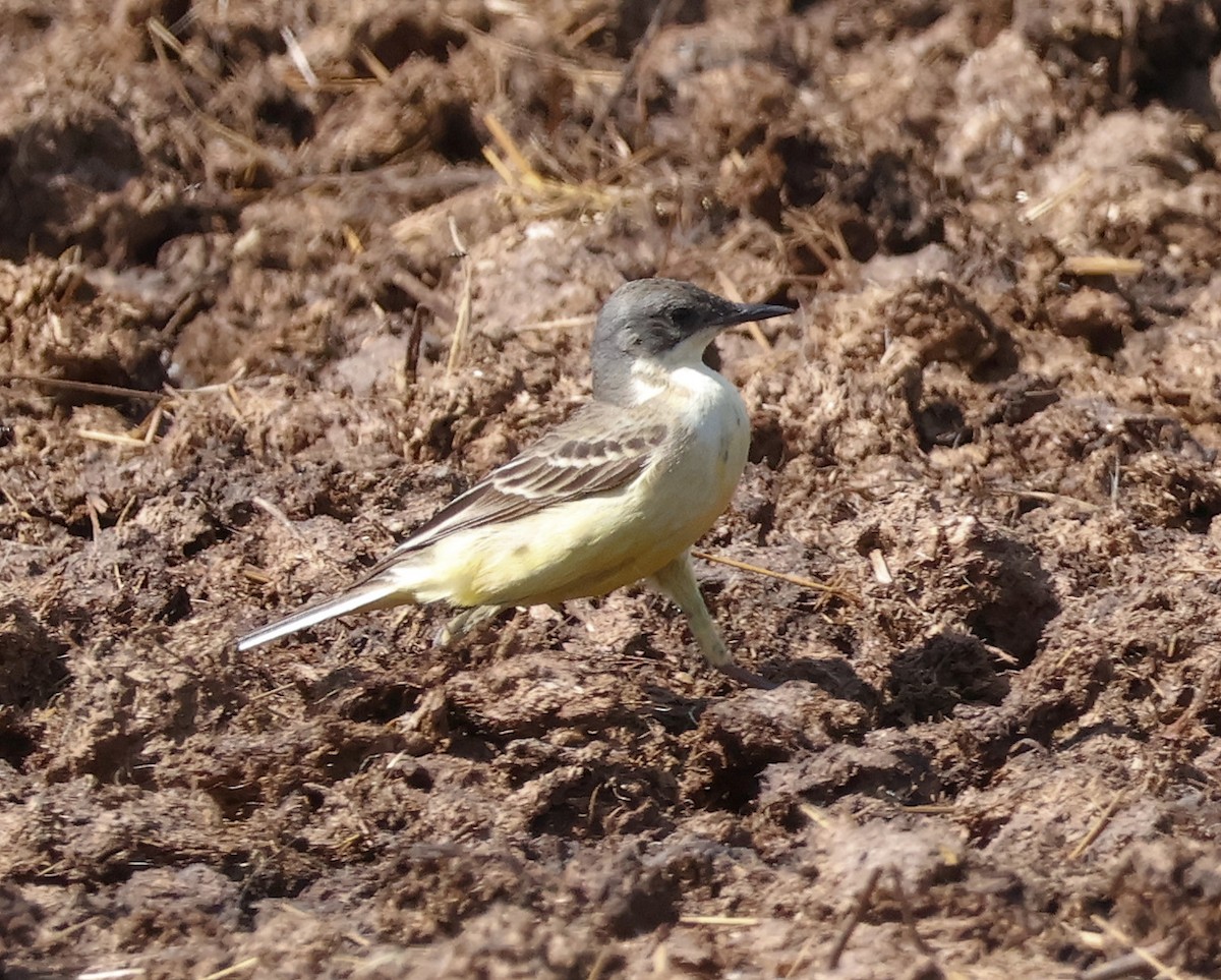 Western Yellow Wagtail - Mileta Čeković