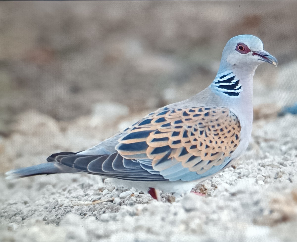 European Turtle-Dove - Sergio Hoces lucena