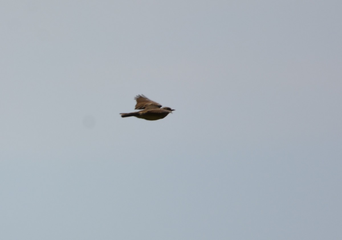 Eurasian Skylark - Dominique Blanc