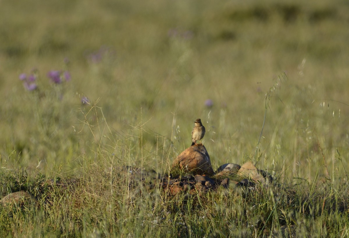 Eurasian Skylark - Dominique Blanc