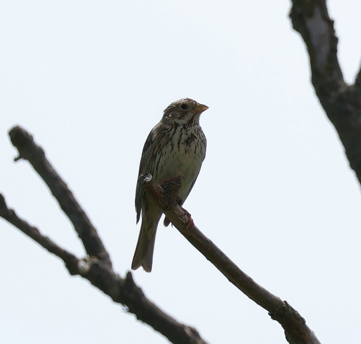 Corn Bunting - Mileta Čeković