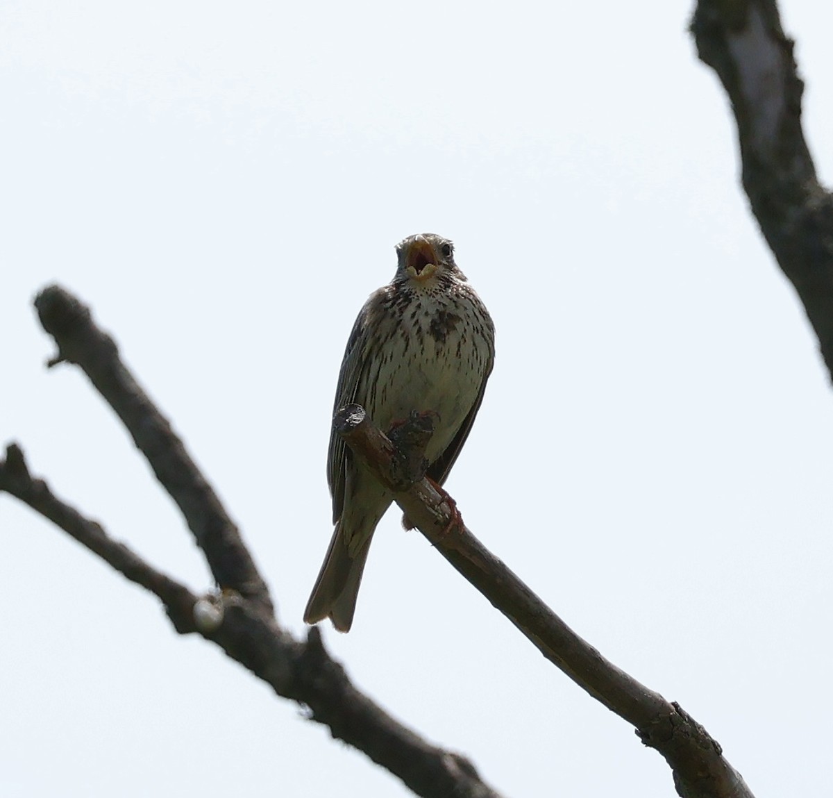 Corn Bunting - Mileta Čeković