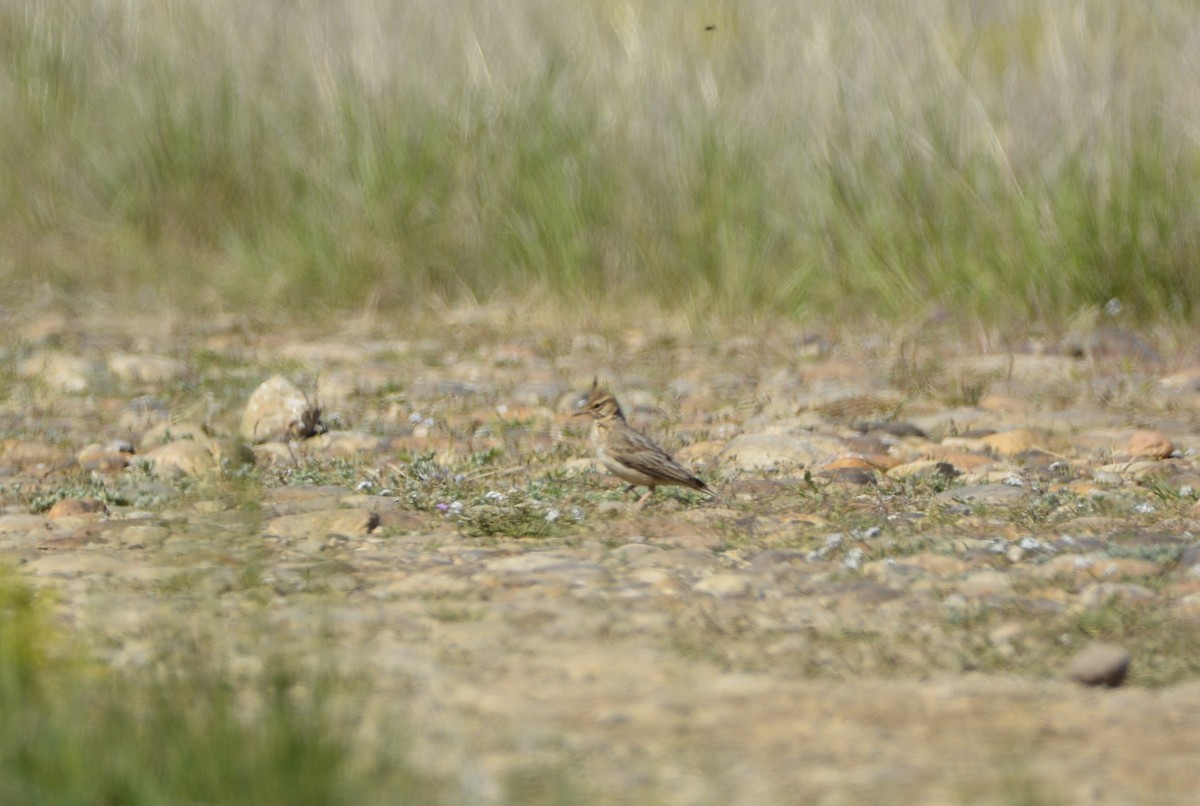 Crested Lark - Dominique Blanc