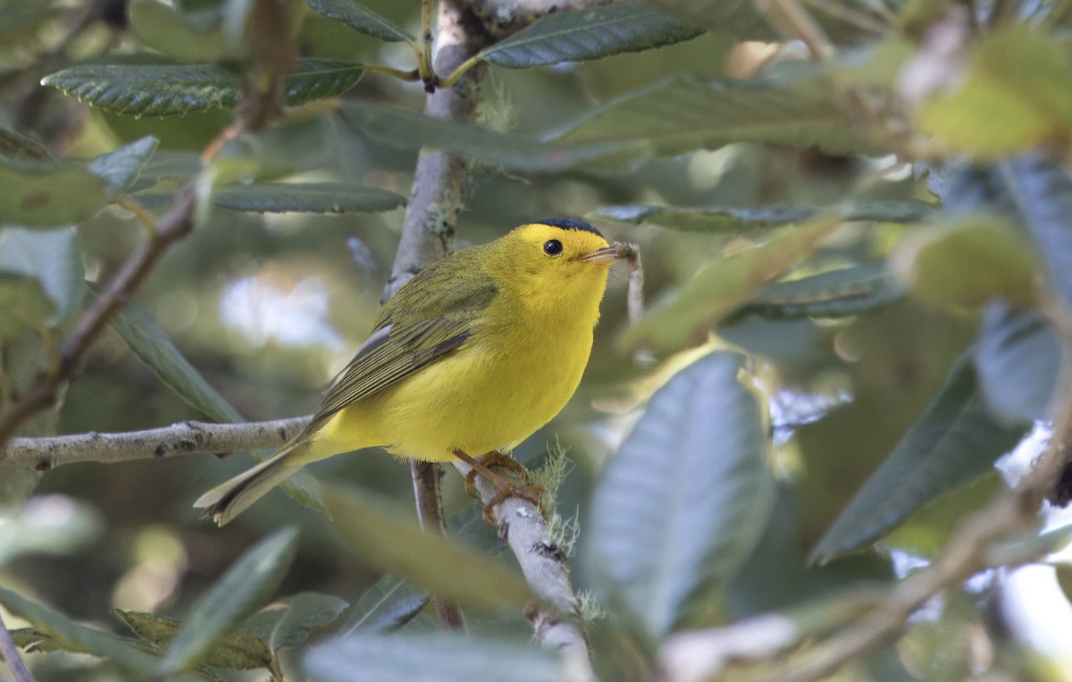 Wilson's Warbler - ML619639201