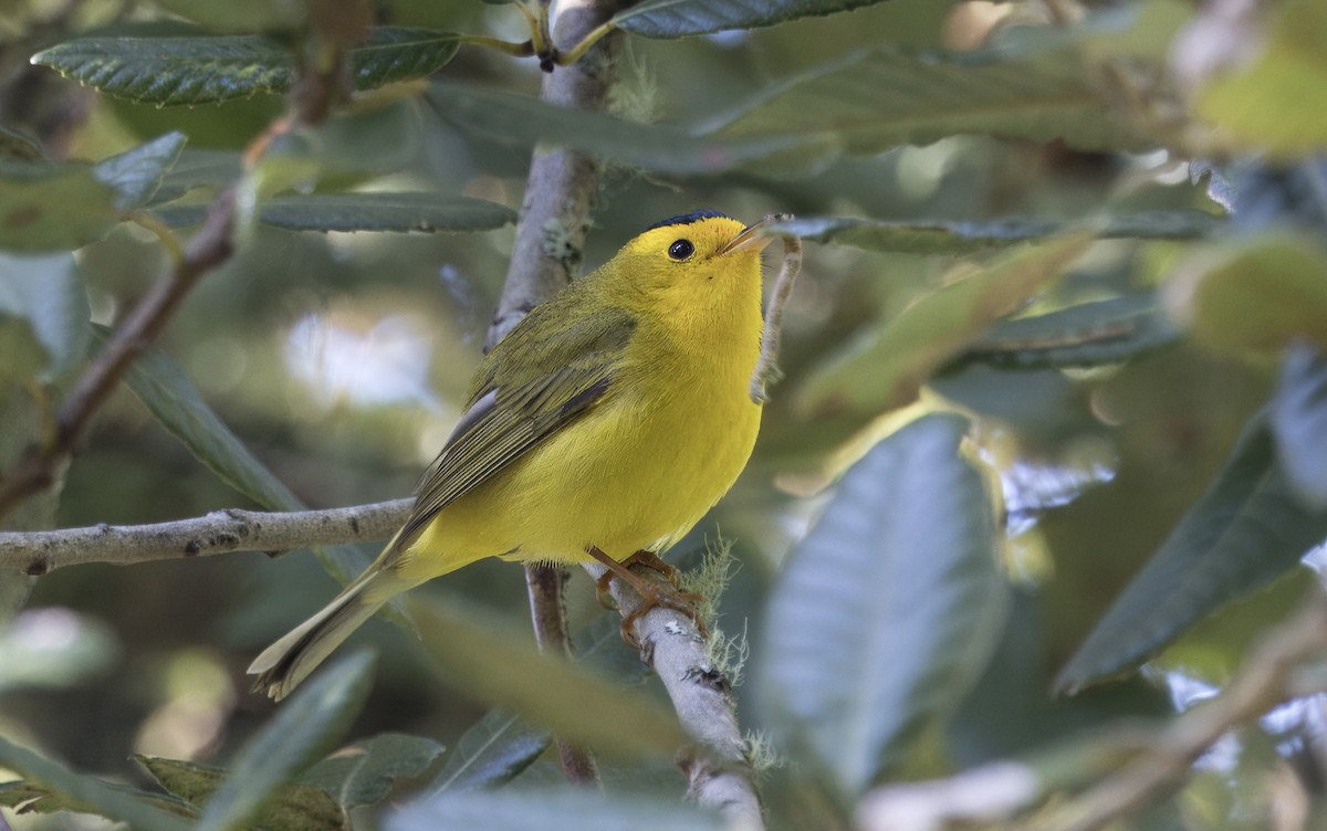 Wilson's Warbler - Loni Ye