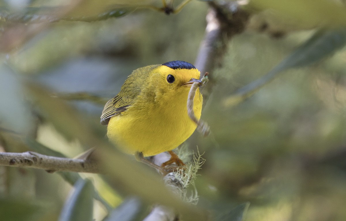 Wilson's Warbler - ML619639203