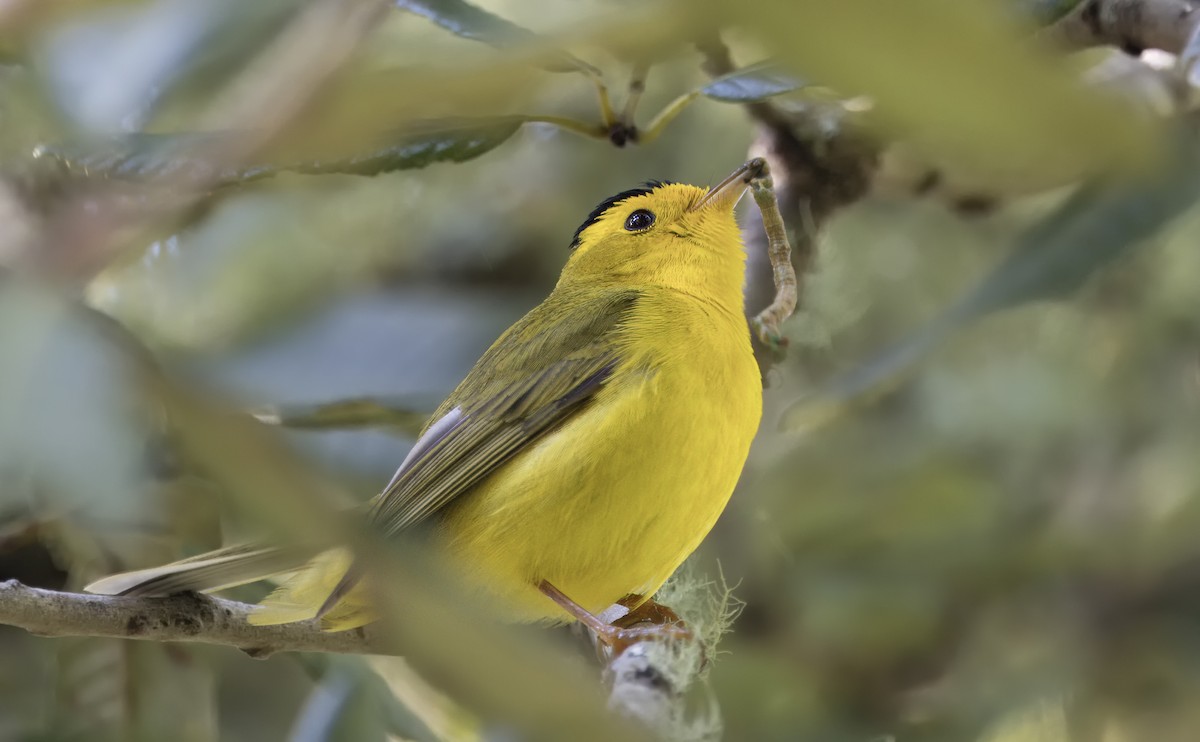 Wilson's Warbler - Loni Ye