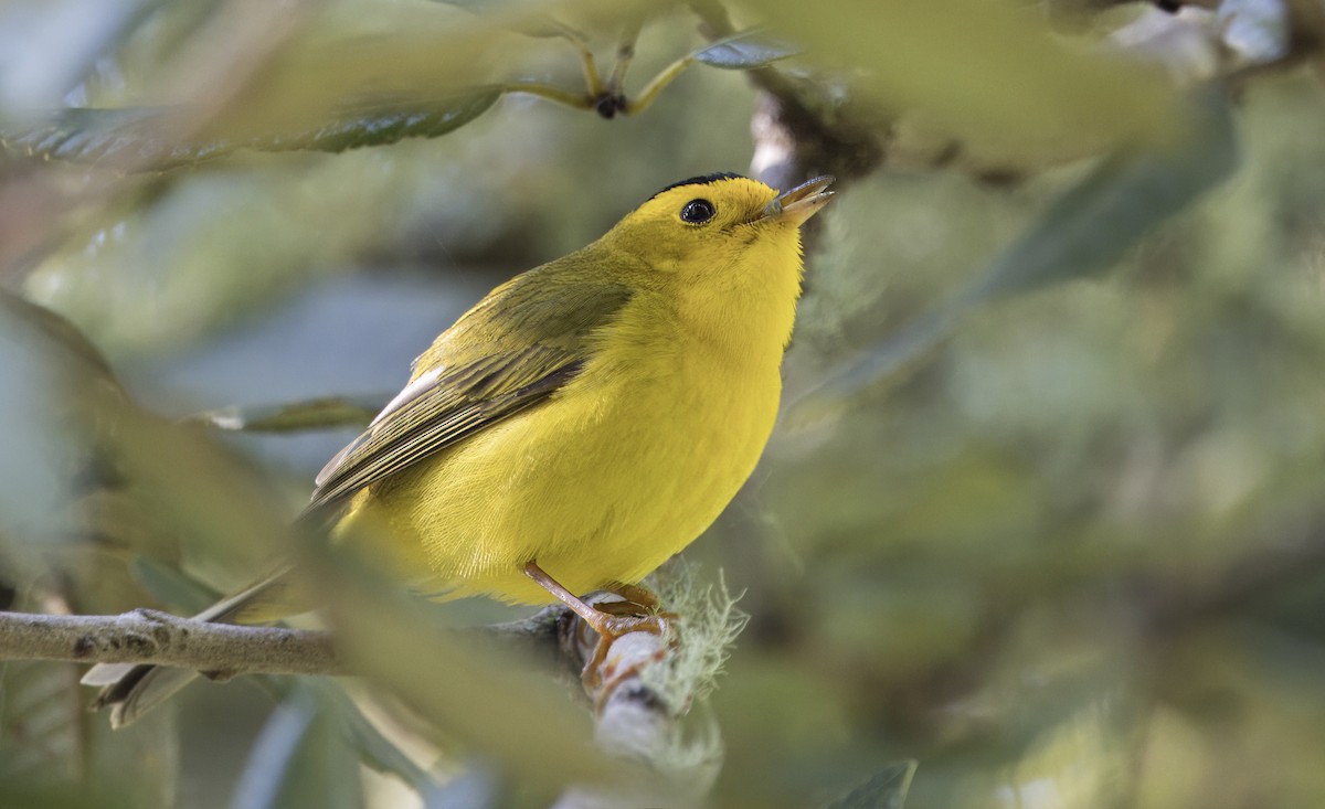 Wilson's Warbler - Loni Ye