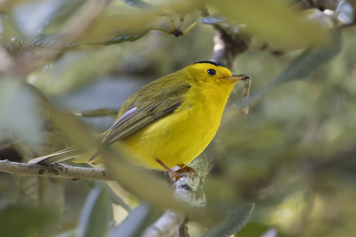 Wilson's Warbler - Loni Ye