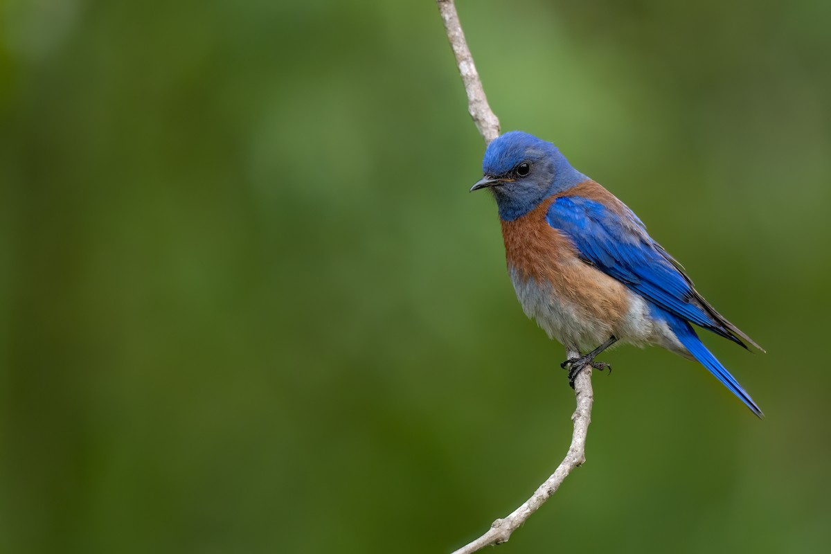 Western Bluebird - David Ornellas